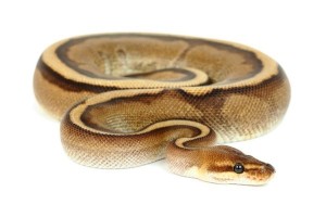 Python regius, genetic stripe, male adulte
